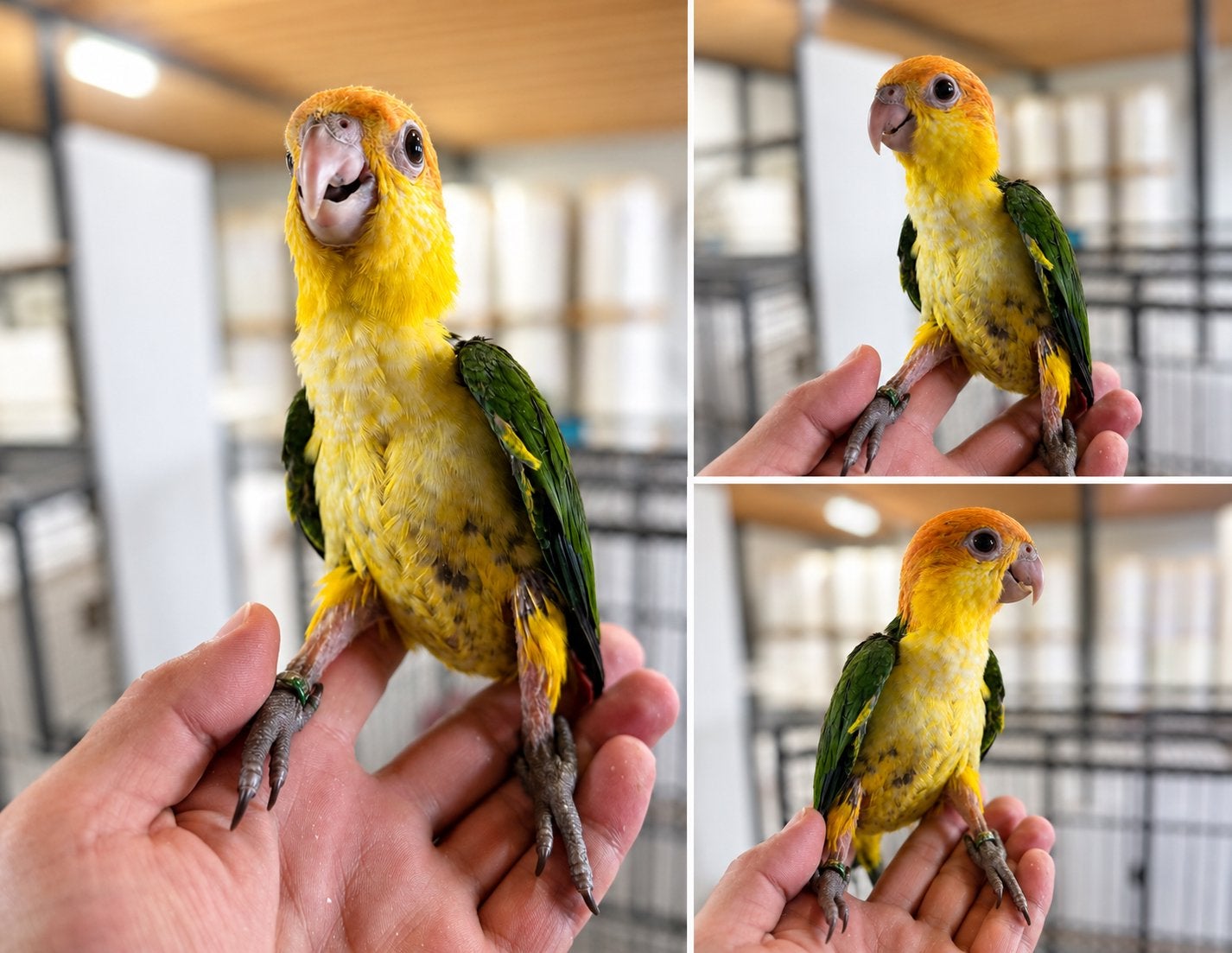 Leuke tamme baby caiques roestkop, Dieren en Toebehoren, Meerdere dieren, Papegaai, Pratend