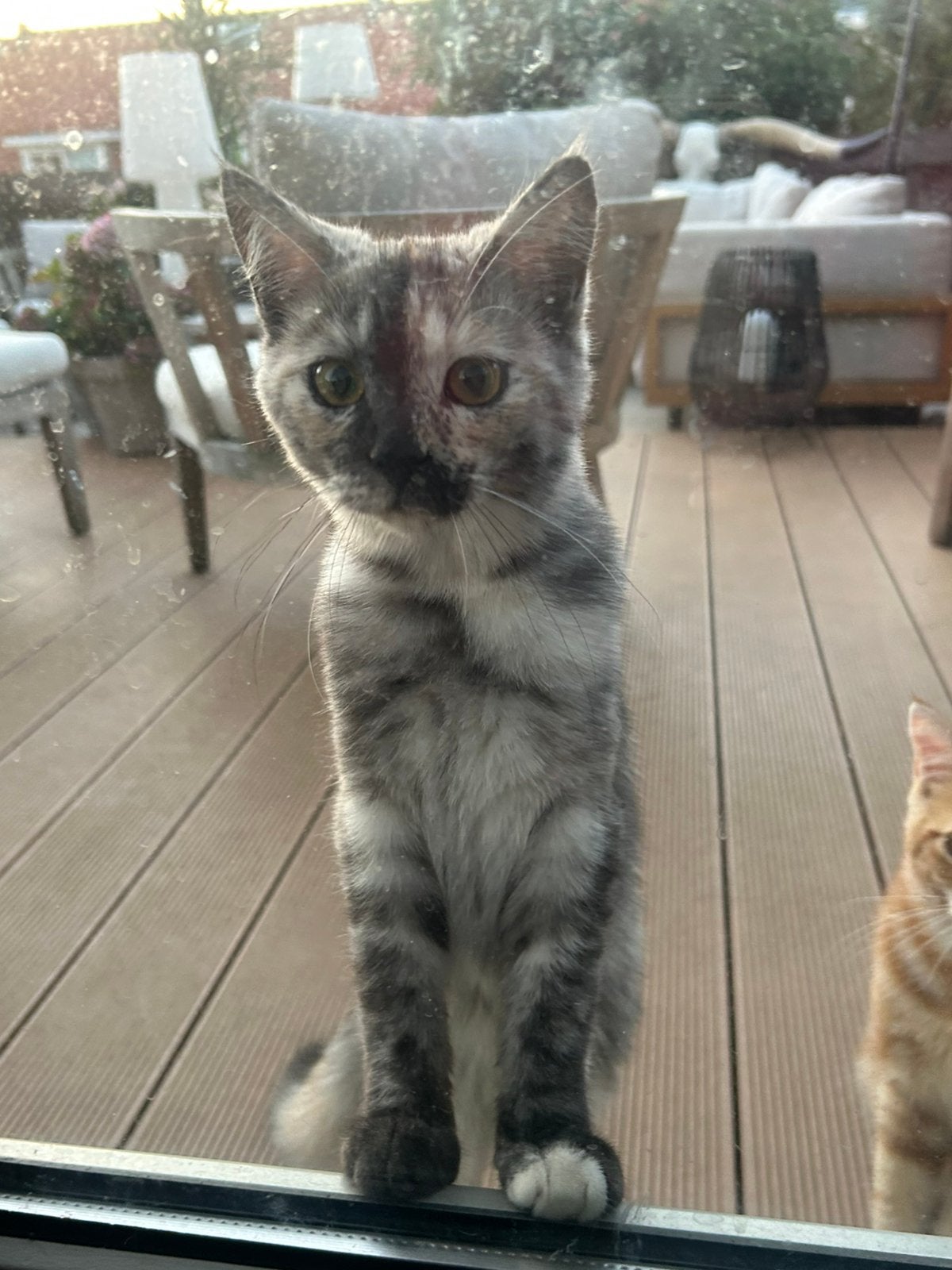 Mooi nestje x Mainecoon kitten poes ing,ontw,gechipt, Poes, 0 tot 2 jaar