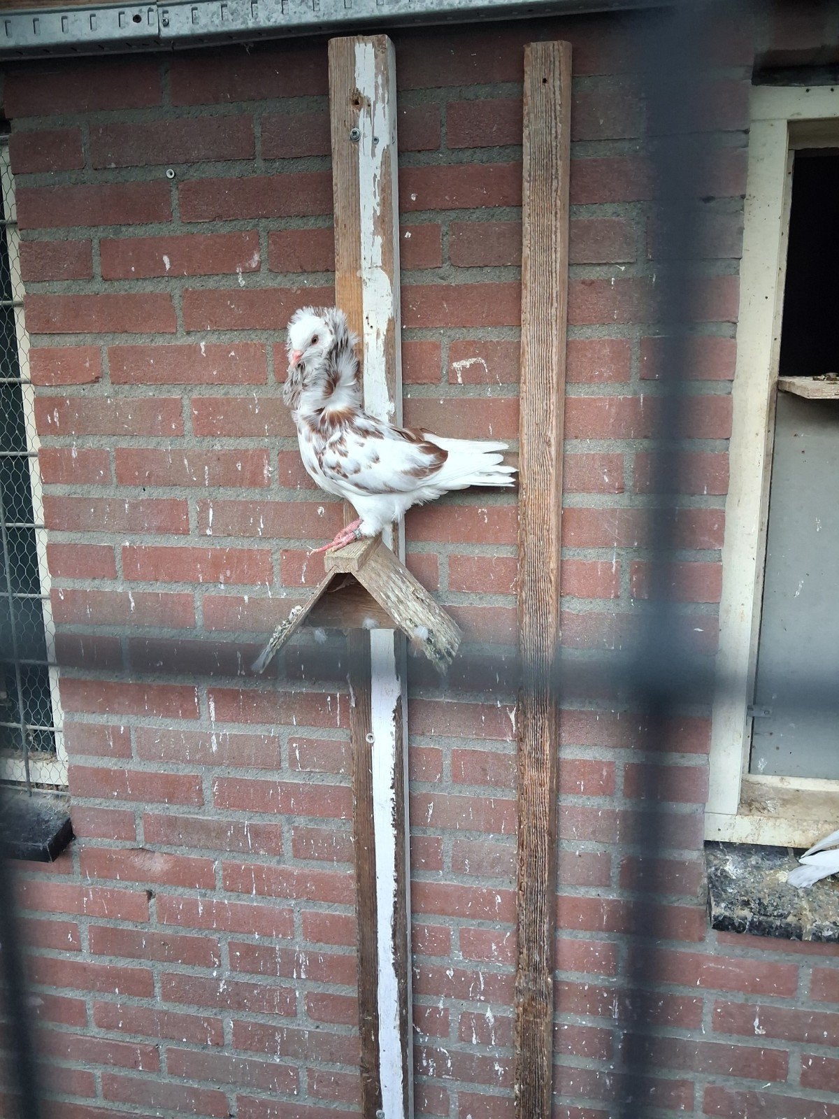 3 jonge en een oud koppel