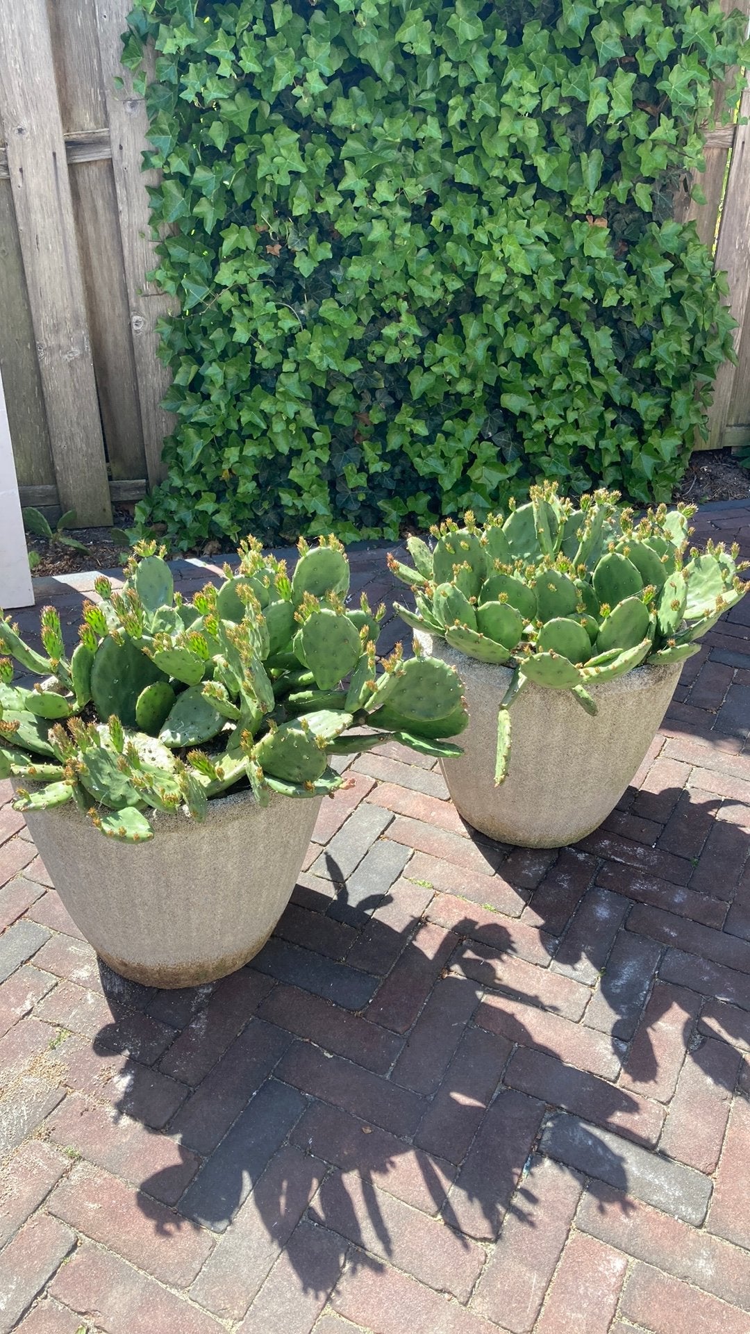 Winterharde cactussen, Ophalen, Steen, Gebruikt, Minder dan 30 cm