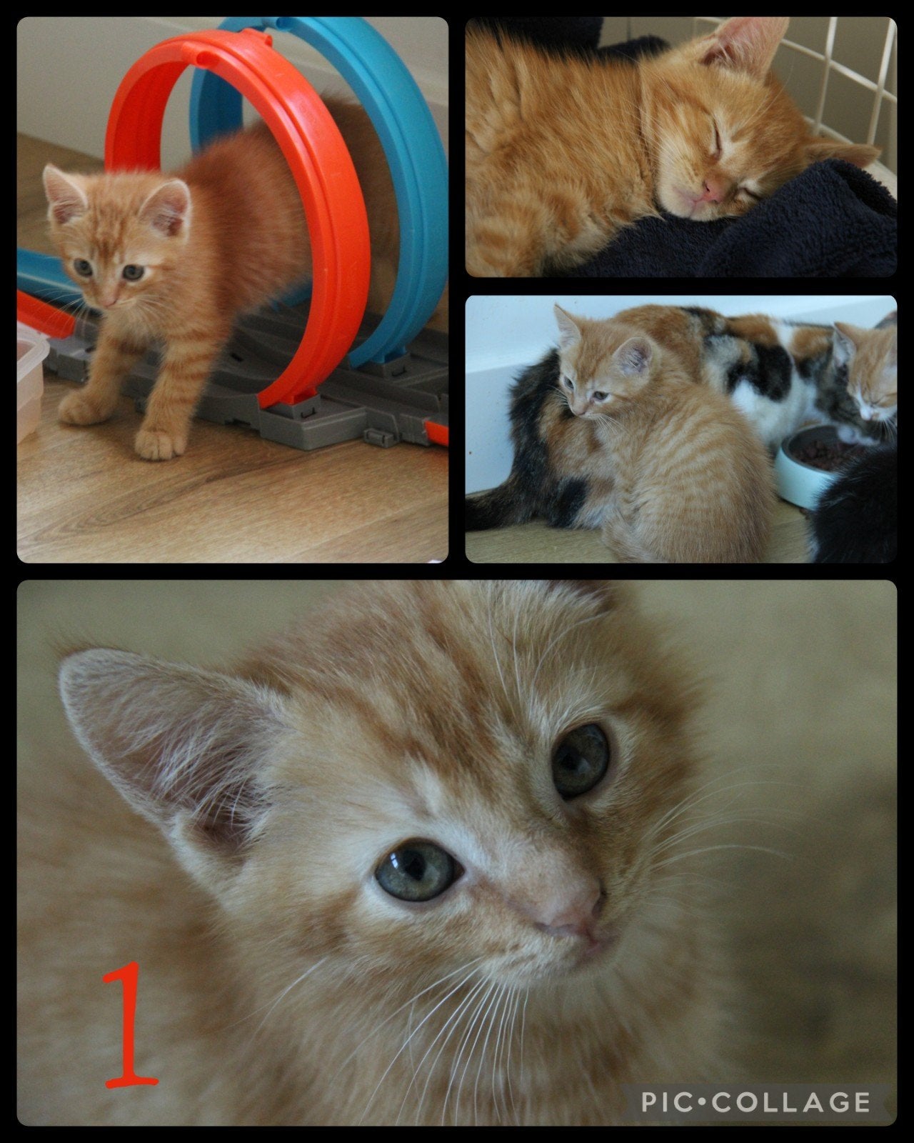 Schattige kittens!, Kater, Ontwormd, 0 tot 2 jaar