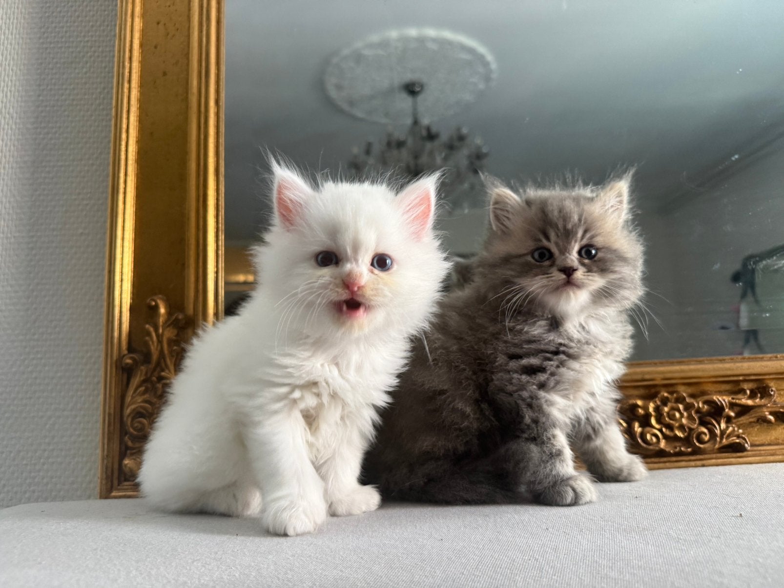 Ragdoll kittens te koop 600, Meerdere dieren
