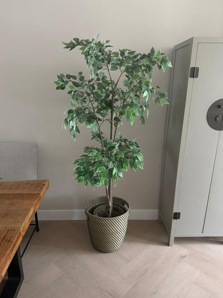 Ikea Fejka, Ficus Benjamin kunstplant, incl 2 rågkorn potten, Ophalen, Gebruikt, Kunstplant, IKEA