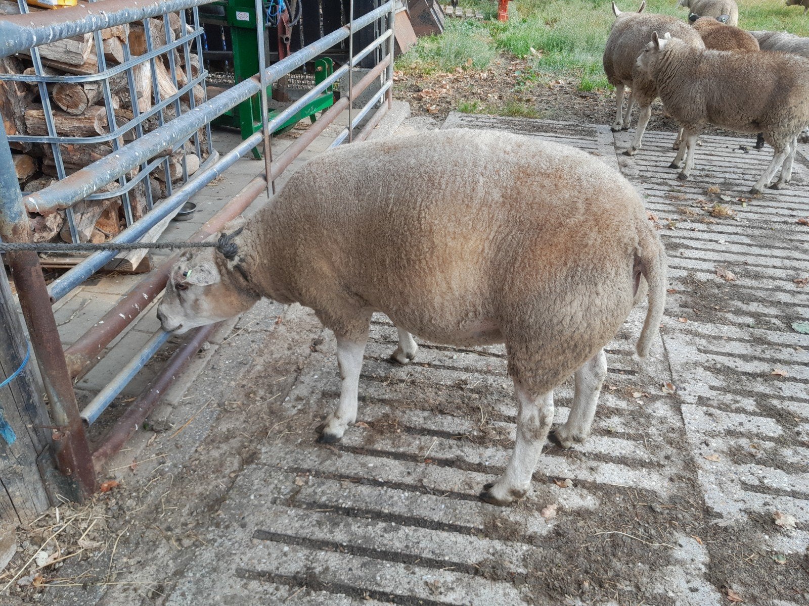 Boeren texelaar dek ram, Dieren en Toebehoren, Mannelijk, Schaap