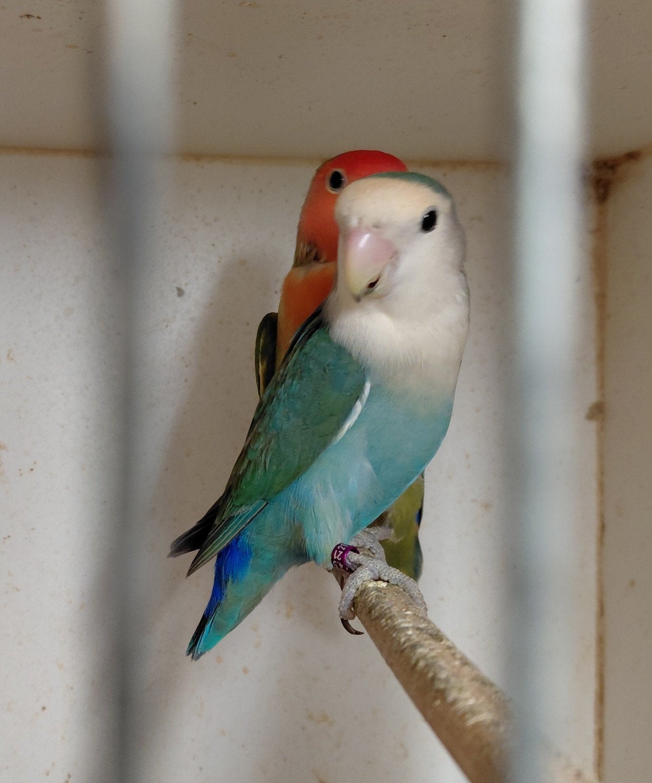 broedkoppel Agapornis roseicollis, Geslacht onbekend, Dwergpapegaai of Agapornis, Geringd
