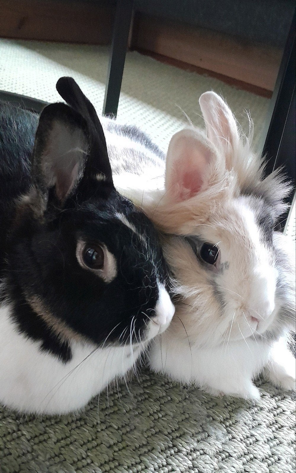 2 lieve konijntjes, Dieren en Toebehoren, Vrouwelijk