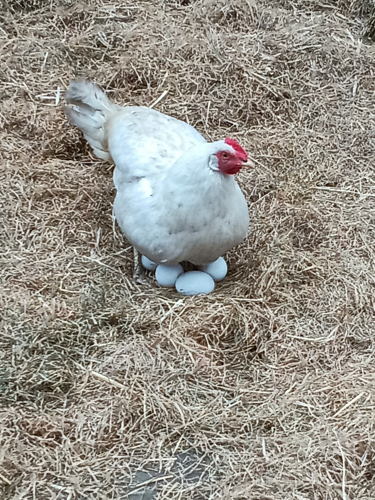 leg kip, Dieren en Toebehoren, Pluimvee, Vrouwelijk, Kip
