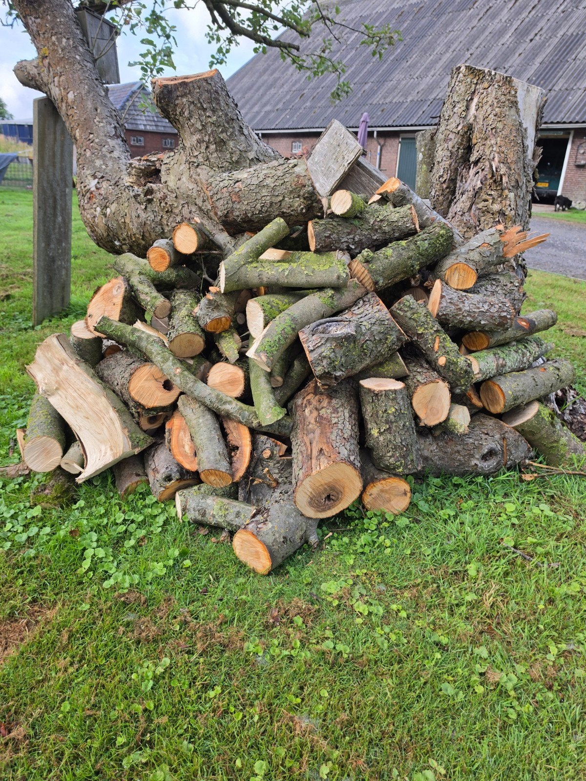 Appel hout voor vlees-/visrokerij/bbq te gebruiken, Ophalen