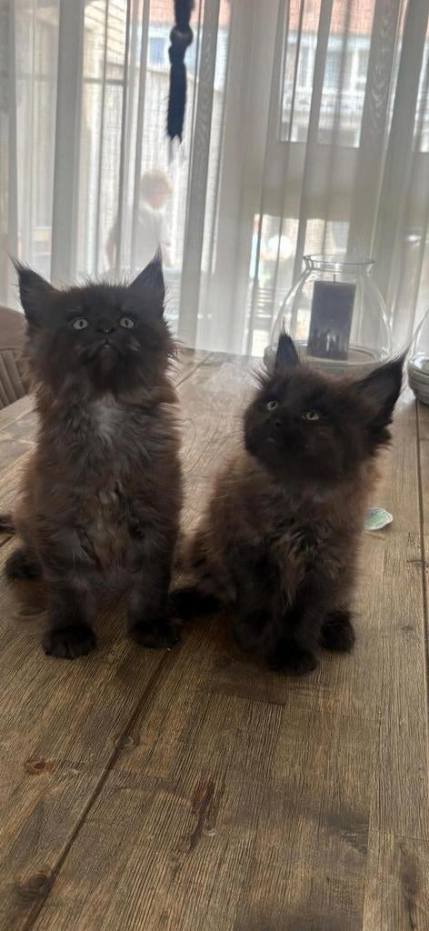 Maincoon kittens Russisch pools bloed lijnen ., Meerdere dieren, Gechipt, 0 tot 2 jaar