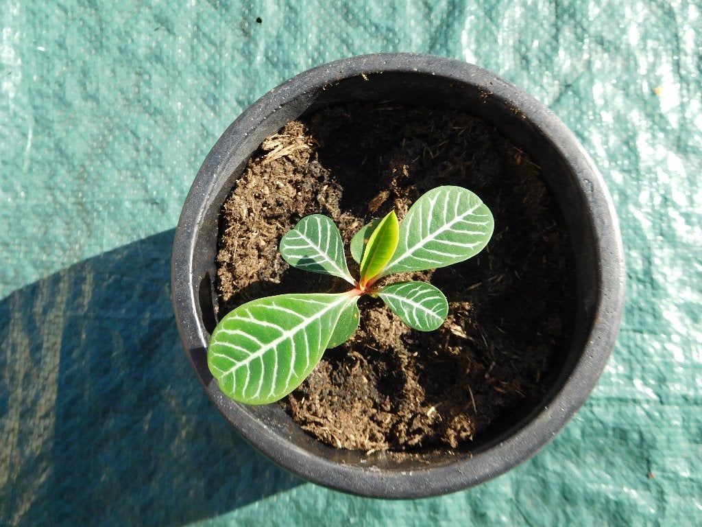 Stekje Madagascar Jewel in sierpot, Huis en Inrichting, Ophalen, Overige soorten, Halfschaduw, Minder dan 100 cm