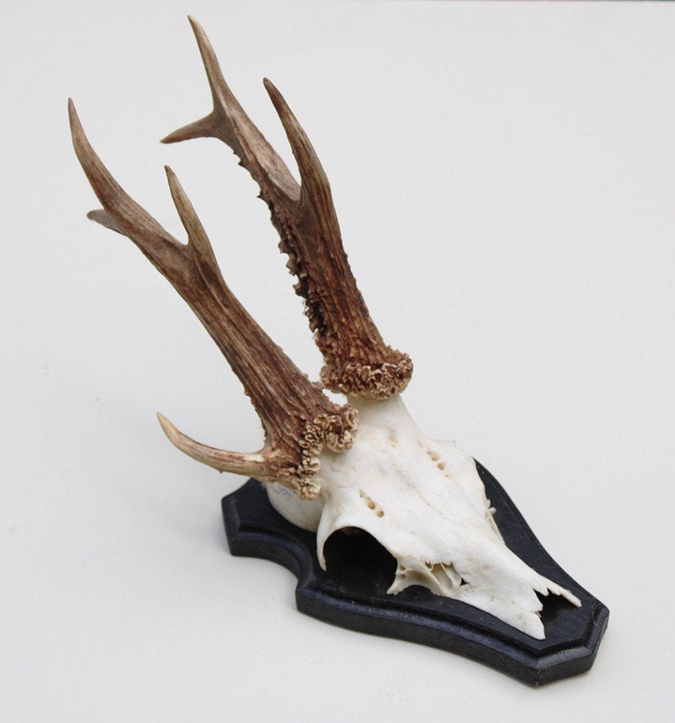 3-stangen zesender REE GEWEI - stanglengte 18 cm