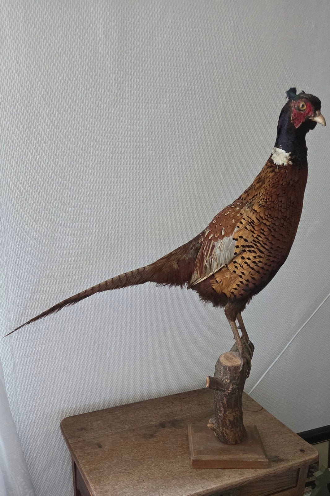 Opgezette Fazant - Prachtige Decoratie, Ophalen, Gebruikt