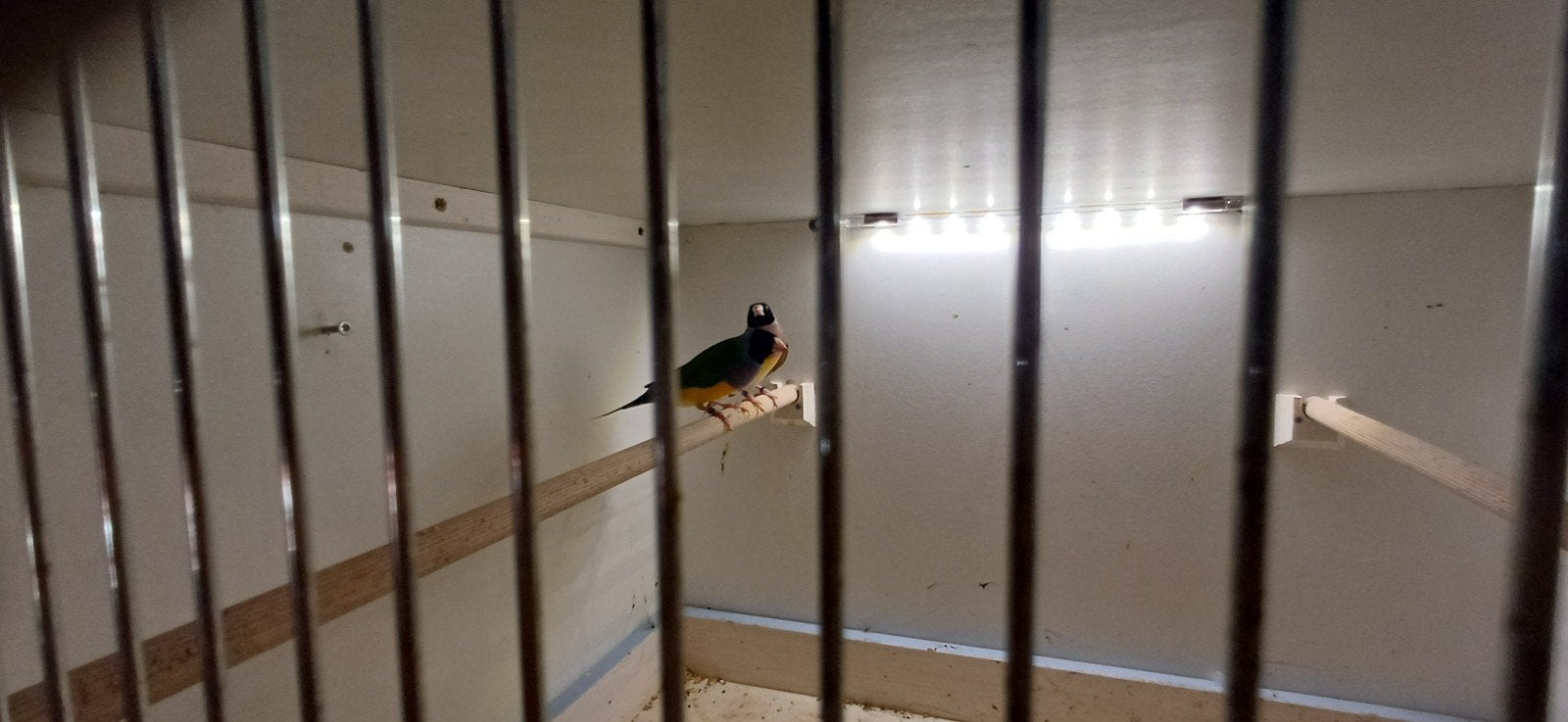 2 koppels gouldamadines, Dieren en Toebehoren, Meerdere dieren