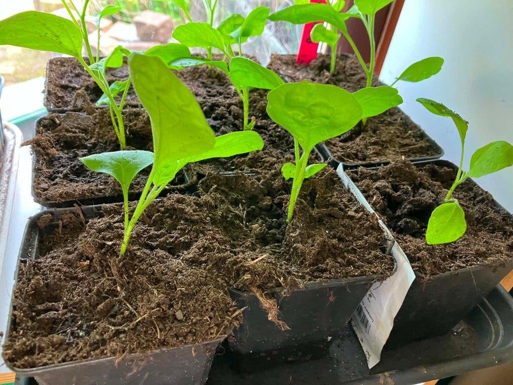 Stekplant aubergine, Ophalen, Volle zon, Groenteplanten, Eenjarig