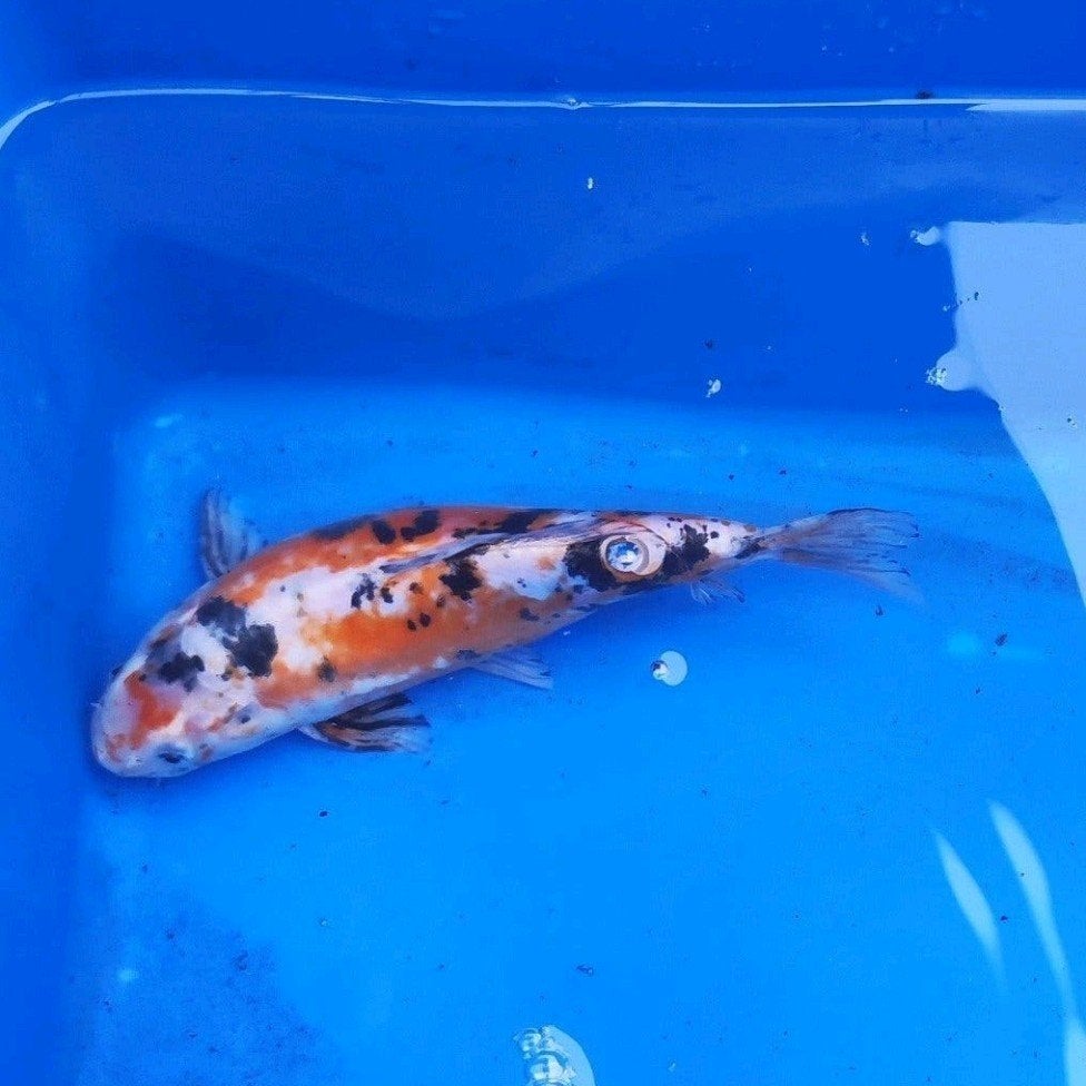 koi vijvervis vis #4, Dieren en Toebehoren, Karper of Koi