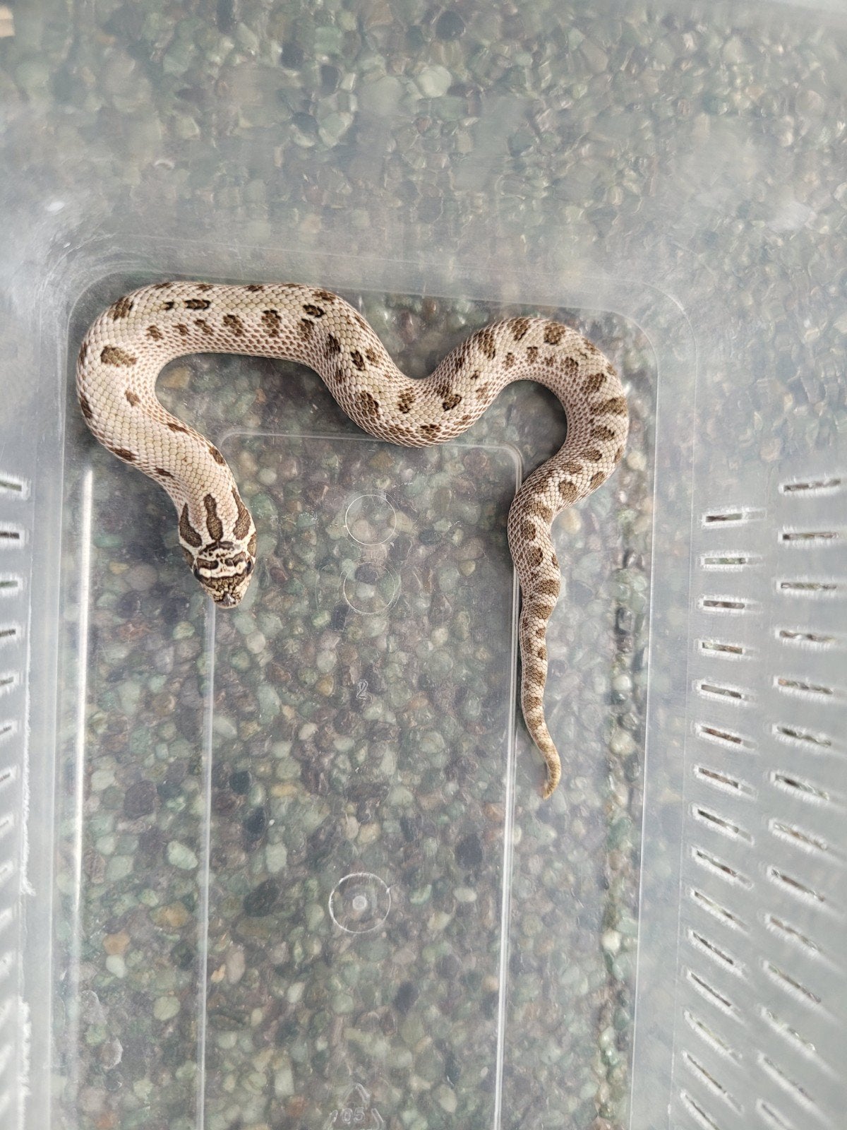 Heterodon Nasicus/haakneusslang Arctic Conda man, 0 tot 2 jaar