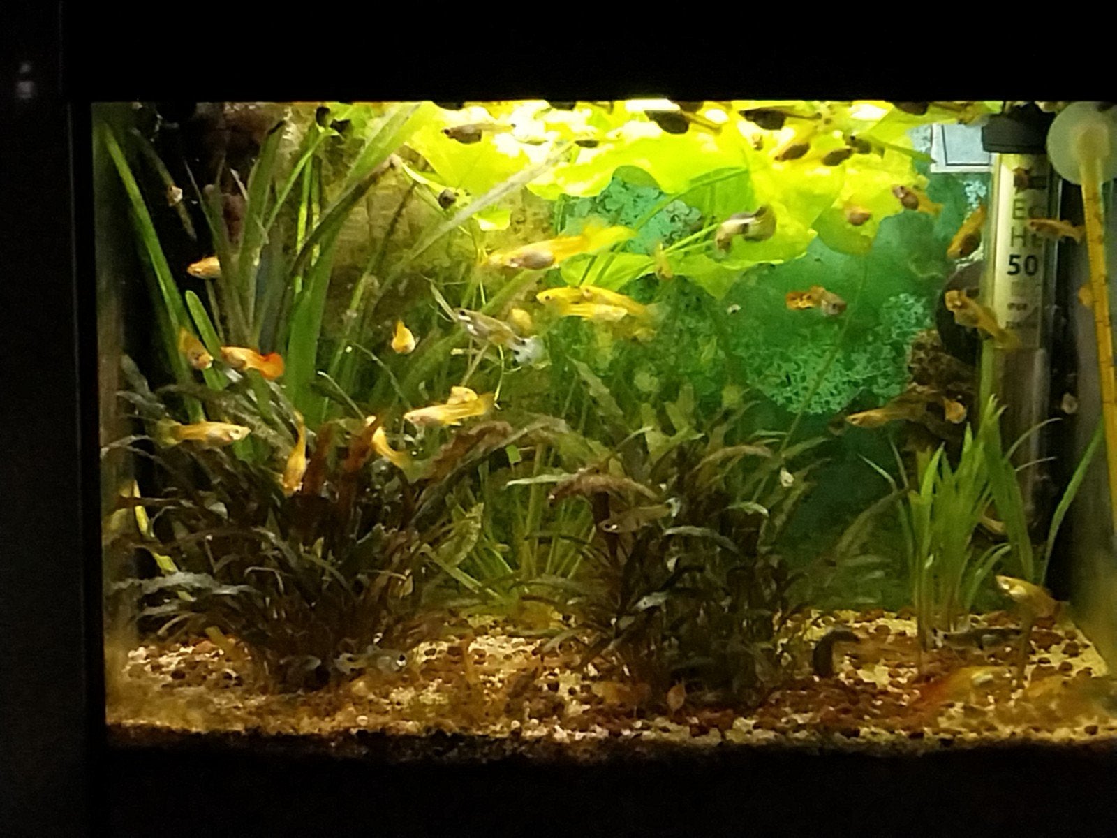diverse guppen mannetjes en vrouwtjes ca.2cm groot, Vis, Zoetwatervis, Schoolvis