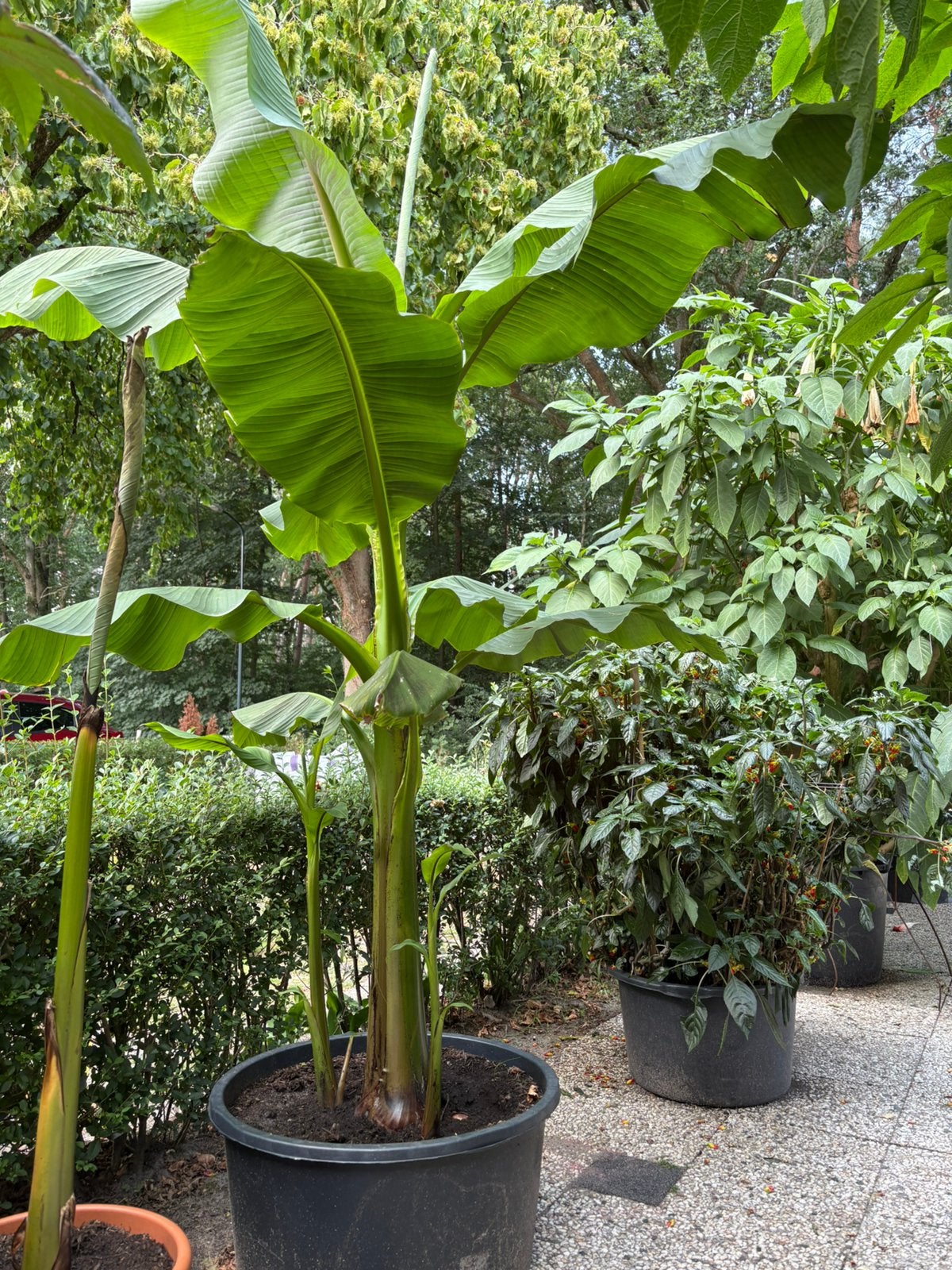Grote winterharde bananenplant van 3 meter hoog,Inc Kuip, Ophalen, Volle zon, Overige soorten