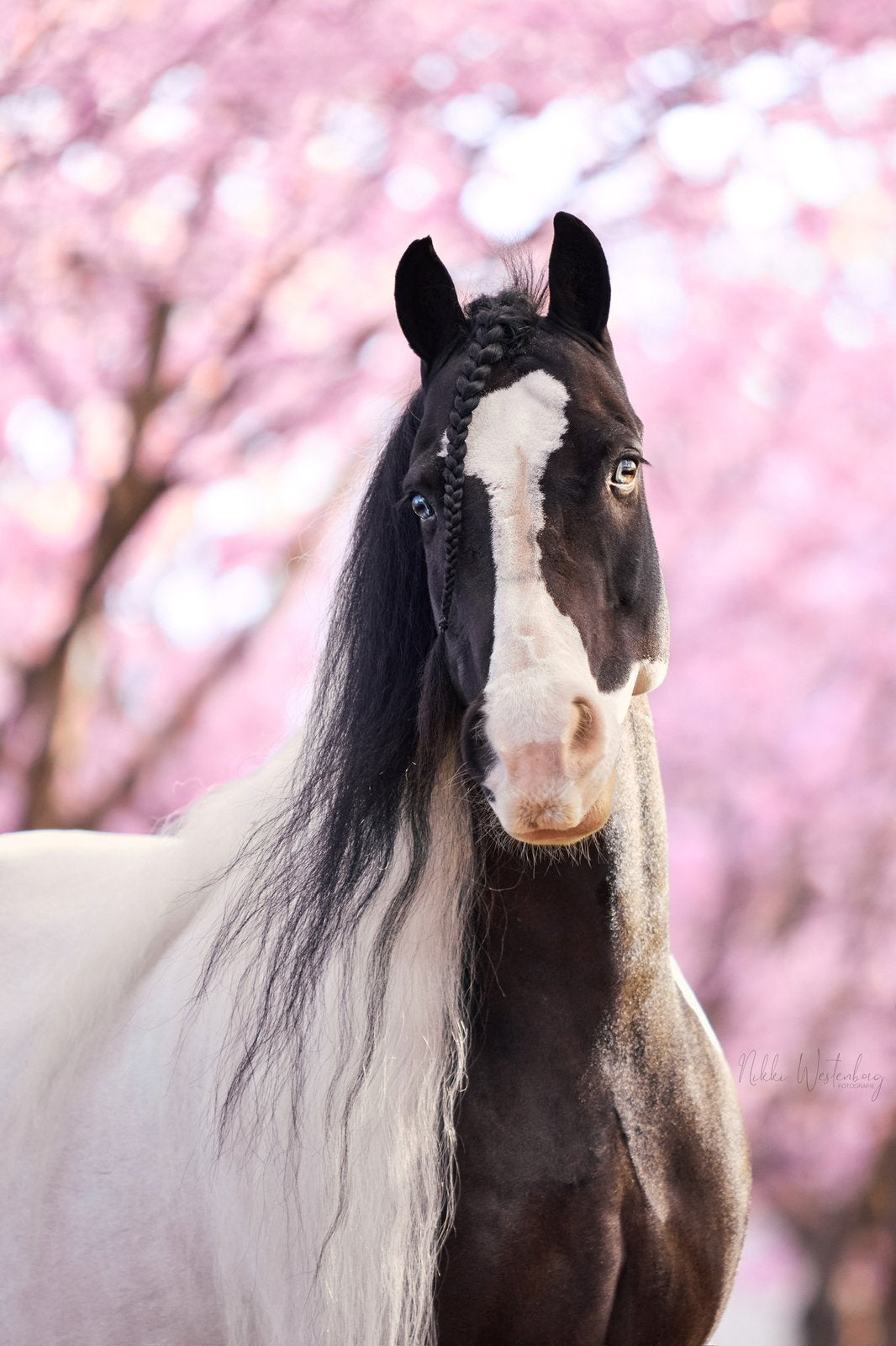 Allround recreatie lease pony aangeboden / bijrijder gezocht, Ruiter of Bijrijder