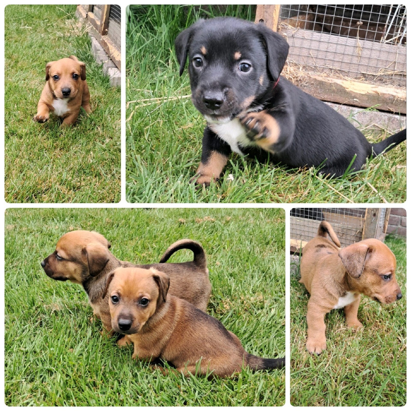 Prachtige Jack Russel pups vakantieopvang mogelijk, Jack Russell Terriër, 8 tot 15 weken, Meerdere, Meerdere dieren