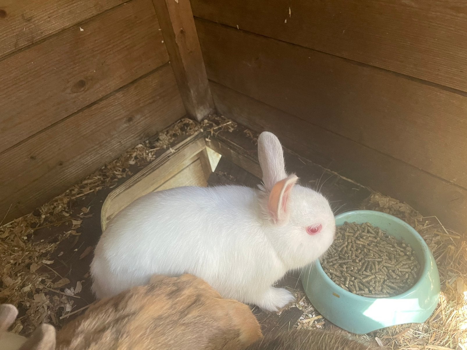 Konijntje (of twee) 10 weken graris, Dieren en Toebehoren, Konijnen, Geslacht onbekend, Middelgroot, 0 tot 2 jaar