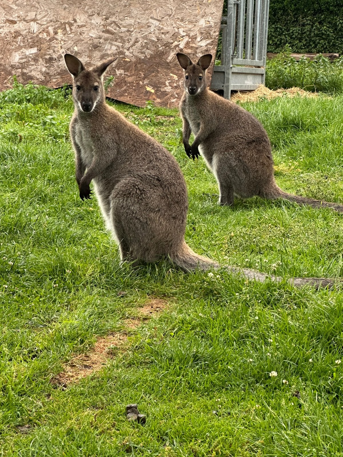 Volwassen bruine Bennett wallabies, April, Meerdere dieren