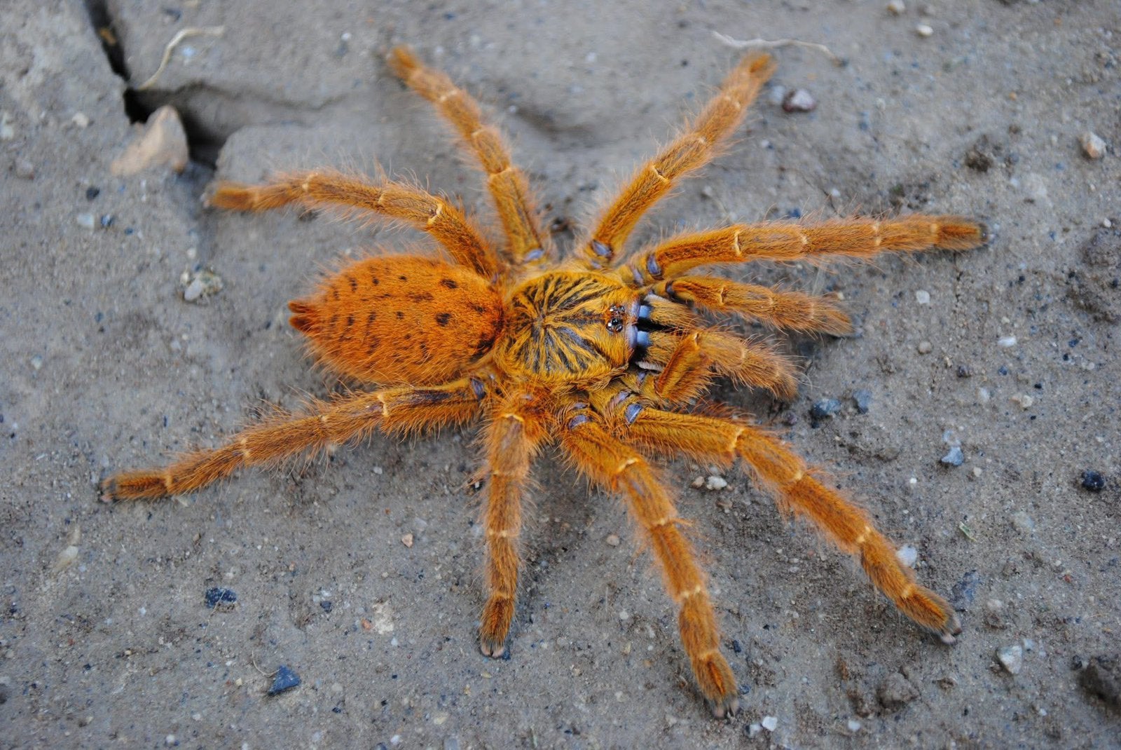 Pterinochilus murinus - USA / DCF - oranje - zwart, Dieren en Toebehoren, Spin of Schorpioen