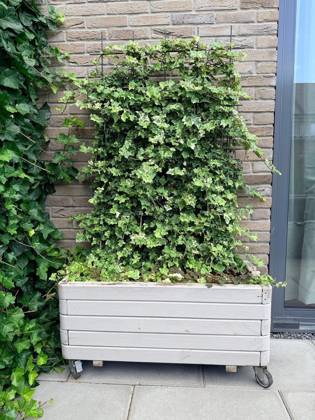 Klimop met verrijdbare bak - Ideaal voor terras of balkon, Tuin en Terras, Ophalen, Gebruikt, Hedera, .