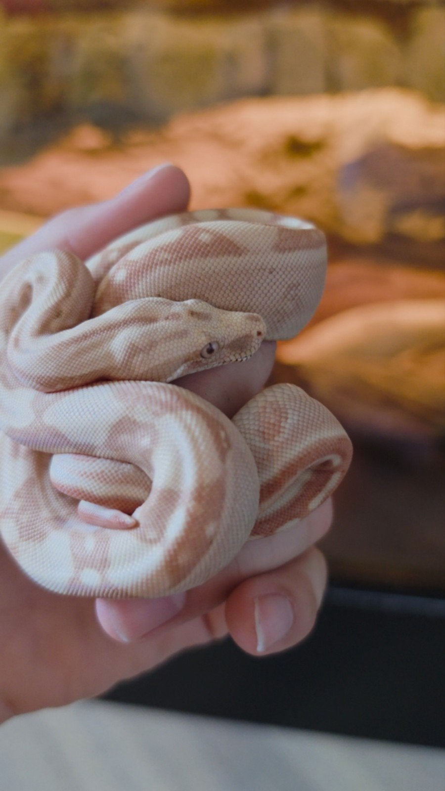 Boa Constrictor boa Morphs Vpi Super Hypo Crysal Fire Aztec Boa Constrictor photo 10