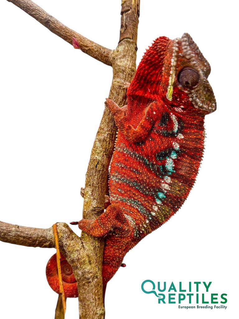 Panter kameleon -Fucifer pardalis (Nose be,Ambilobe,Djangoa), Slang, Met terrarium, 0 tot 2 jaar