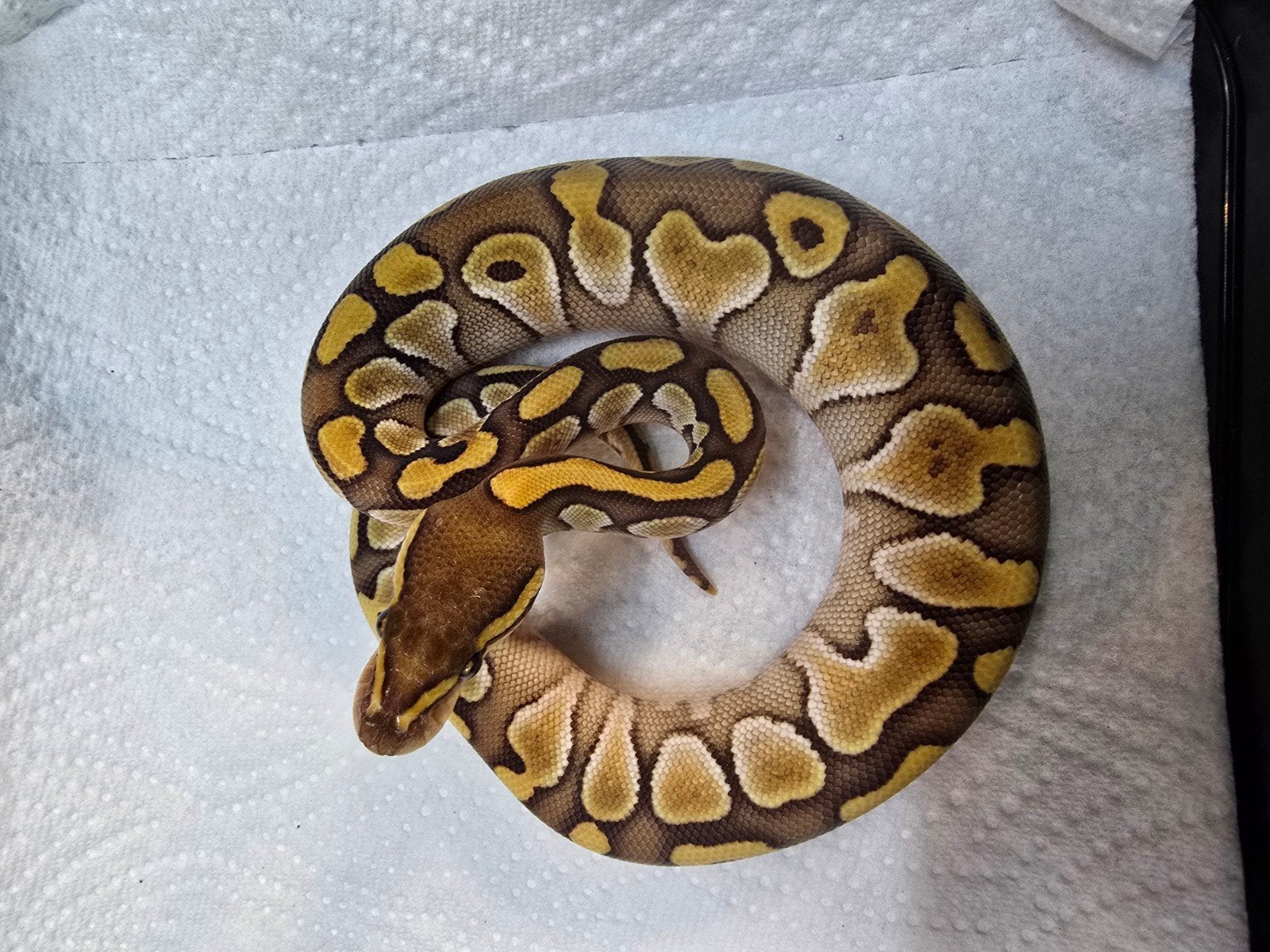 Koningspython (Python regius) – Nederlandse nakweek 2026

Op Ball Python photo 8