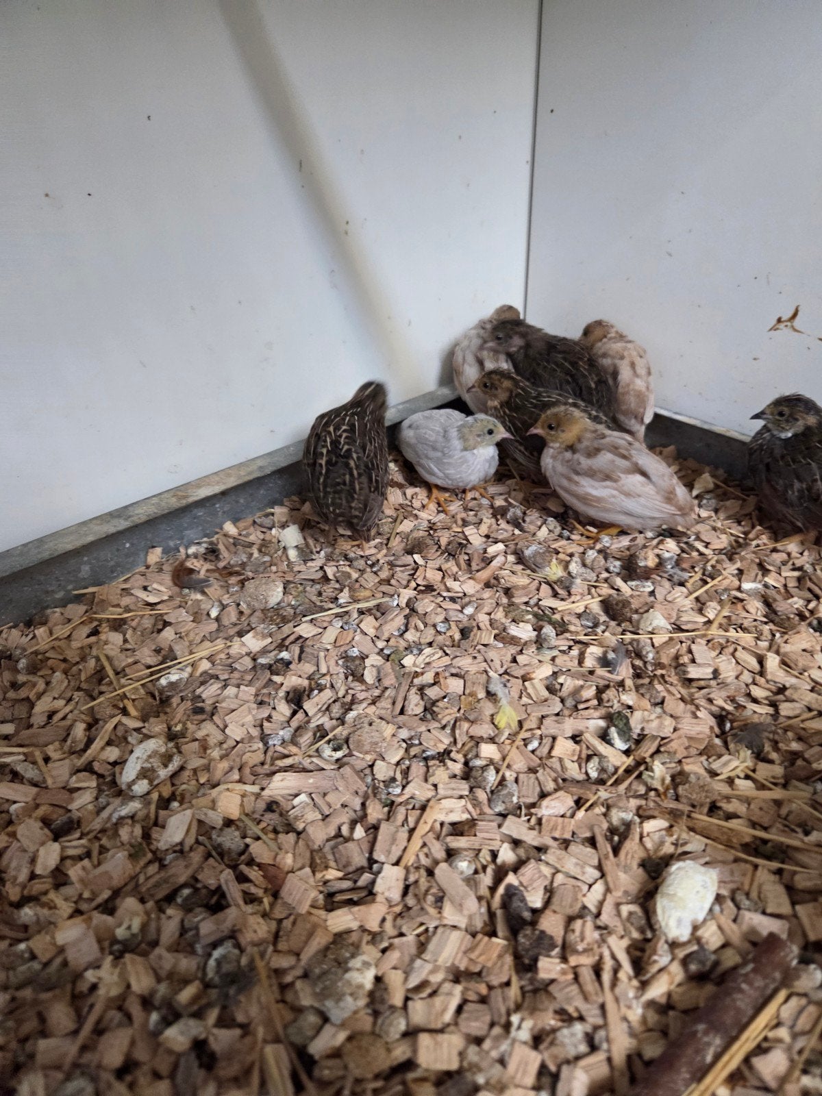 Chinese dwergkwartels, Dieren en Toebehoren, Meerdere dieren