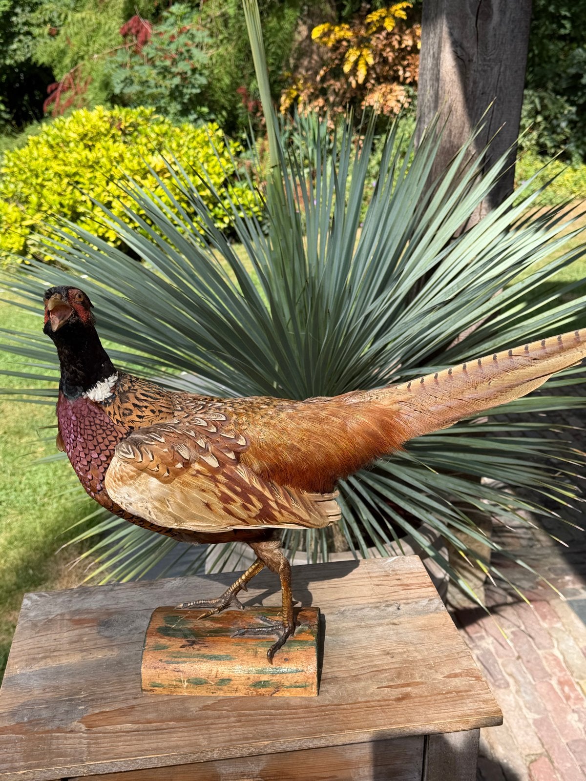 Fazant, Wildzangvogel
