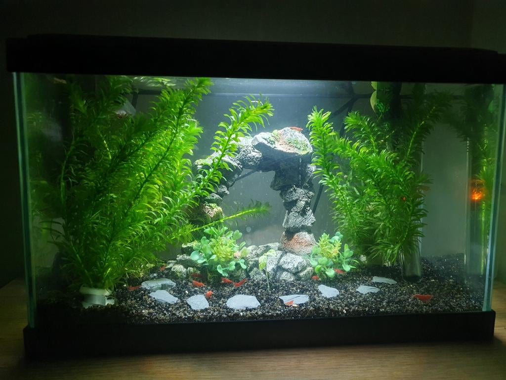 aquarium incl filter thermostaat licht, Ophalen, Zo goed als nieuw, Leeg aquarium
