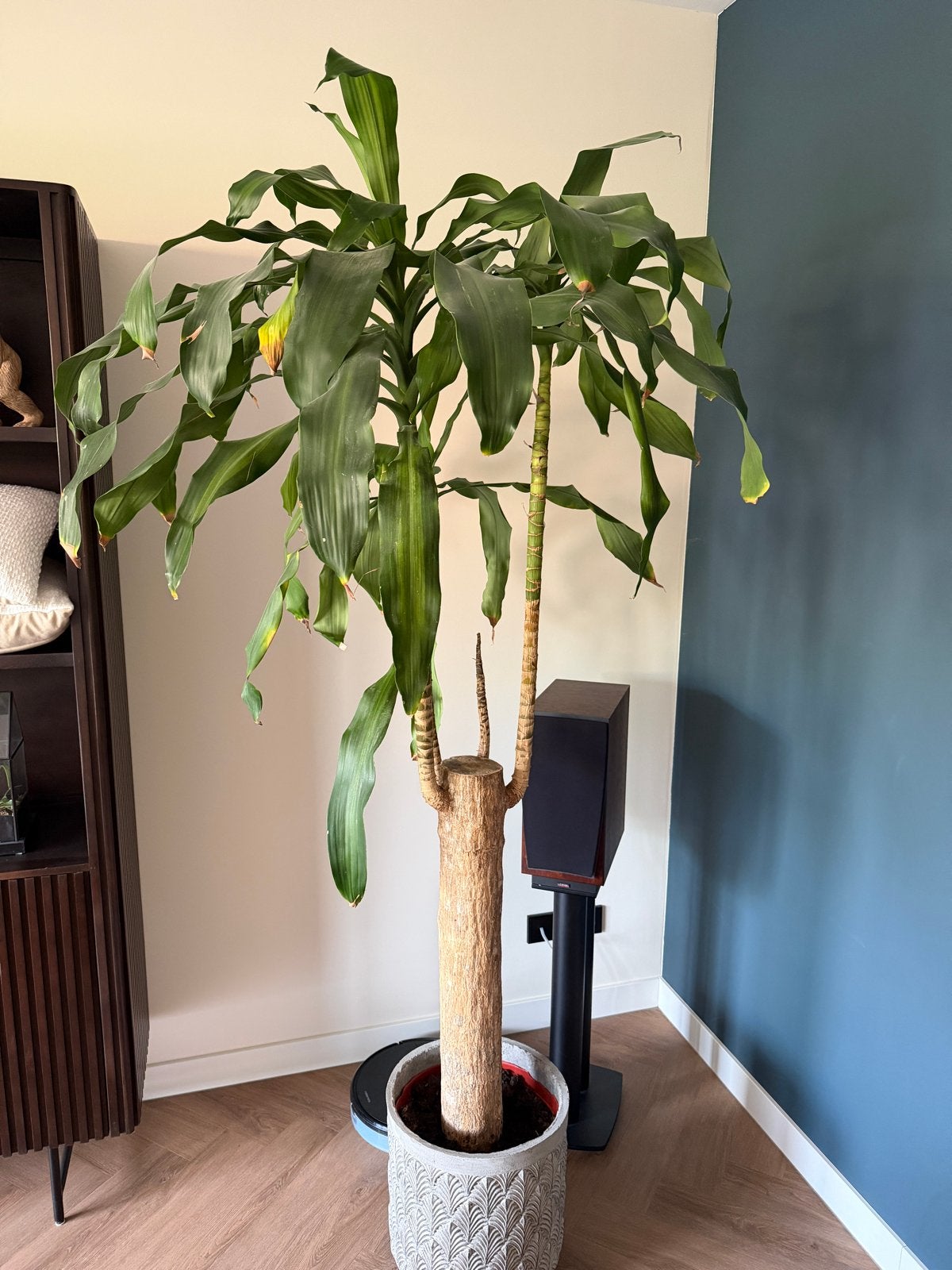 Grote Dracaena, drakenbloedboom (zonder pot!), Ophalen, Overige soorten, Halfschaduw, In pot