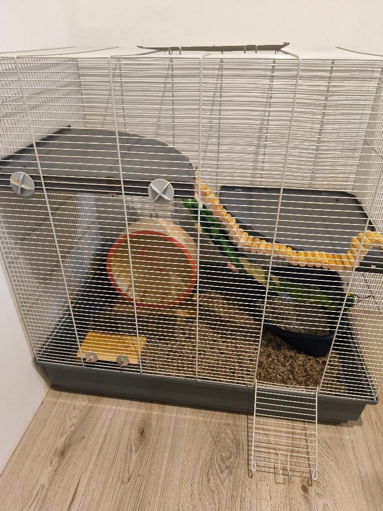 Tamme ratjes, Dieren en Toebehoren, Knaagdieren, Rat, Mannelijk, Juli, Tam