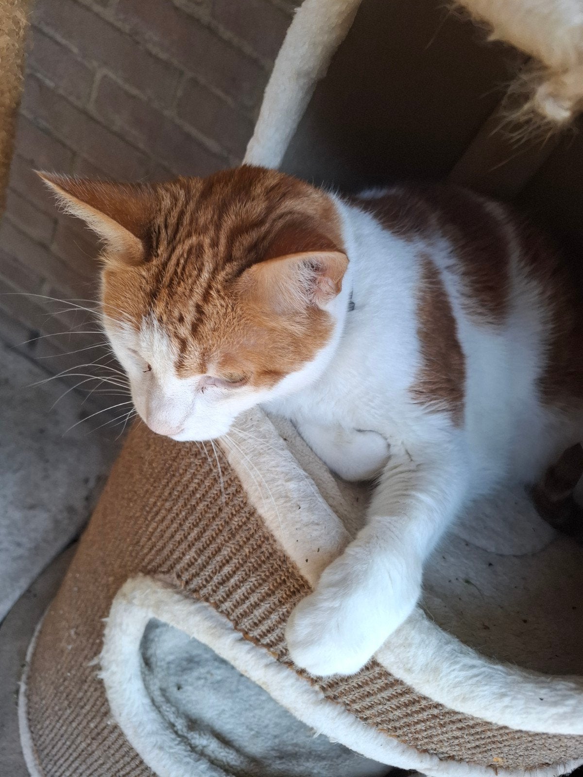 lieve aanhankelijke kater. kleur rood wit., Kater, Ontwormd, 6 jaar of ouder