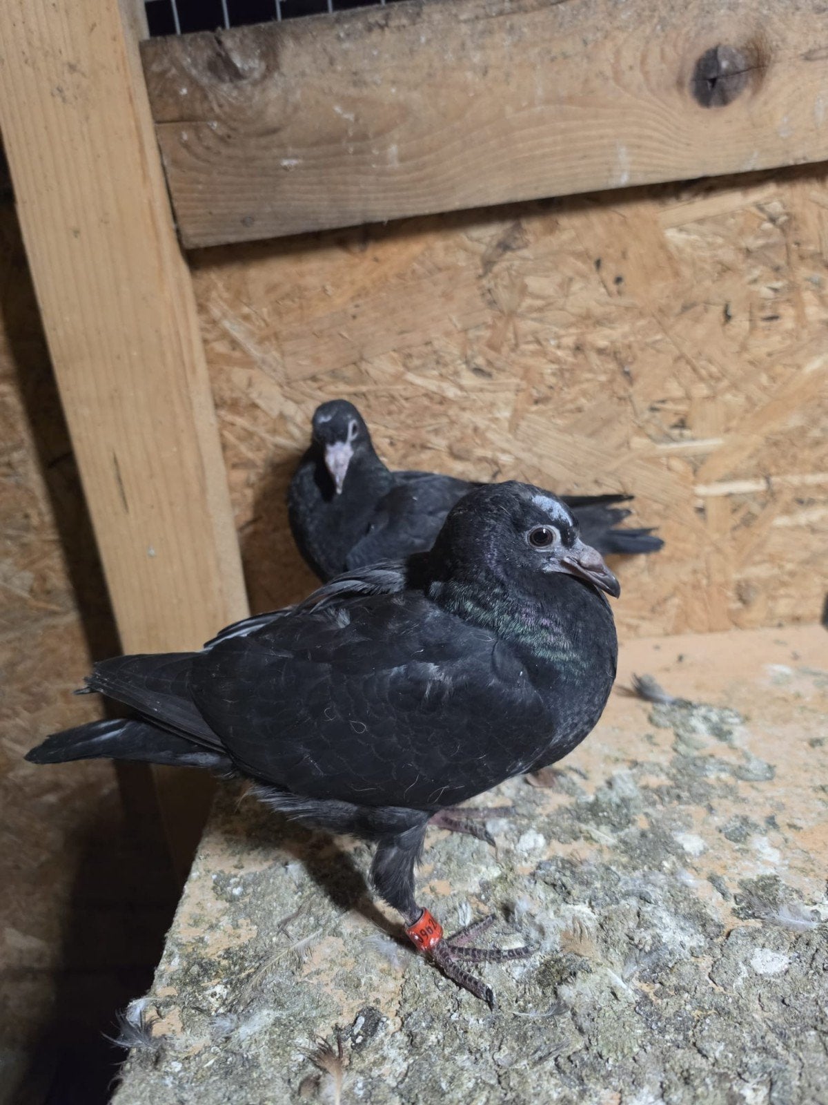 2 postduiven, Meerdere dieren, Postduif