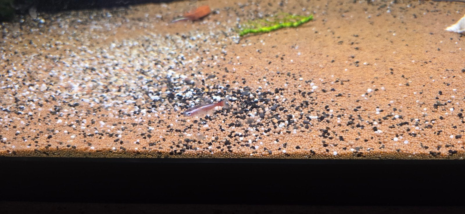 5 neon tetra, Meerdere dieren