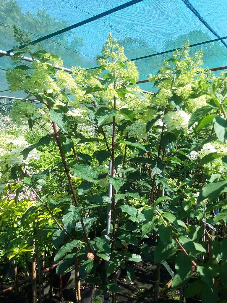 Hortensia's op stam  in pot, Volle zon, Vaste plant, Herfst, Ophalen