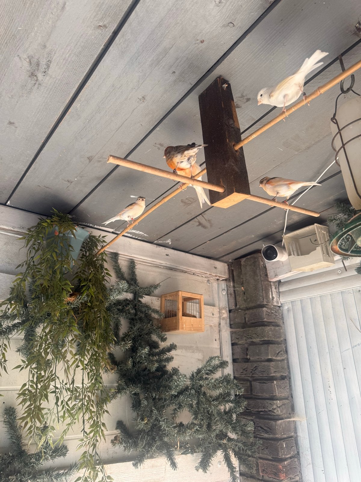 Kanaries, mussen , Vandaag ophalen, Meerdere dieren, Wildzangvogel