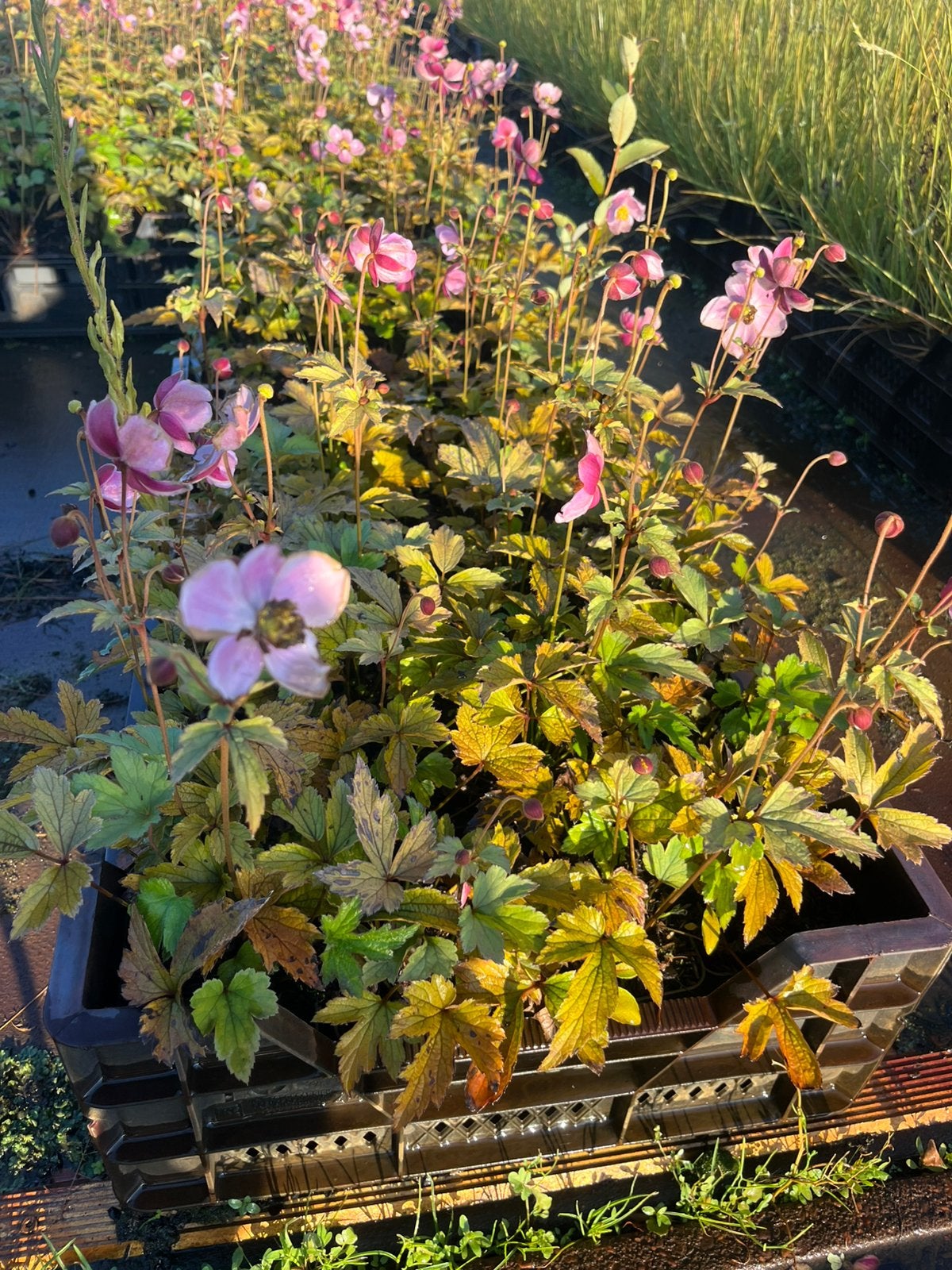 Anemone September Charm P9 €2,50, Ophalen, Overige soorten, Volle zon