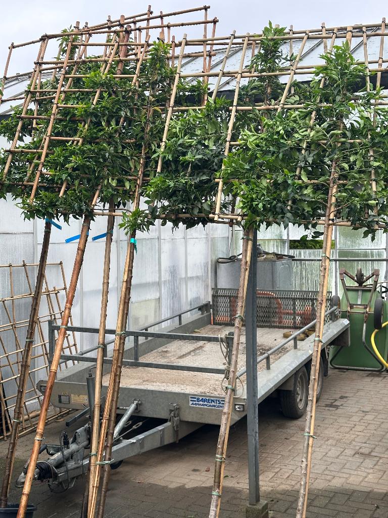 Groenblijvende Leibomen Laurier in soorten scherpe prijzen, Leiboom, Halfschaduw, Lente, 250 tot 400 cm
