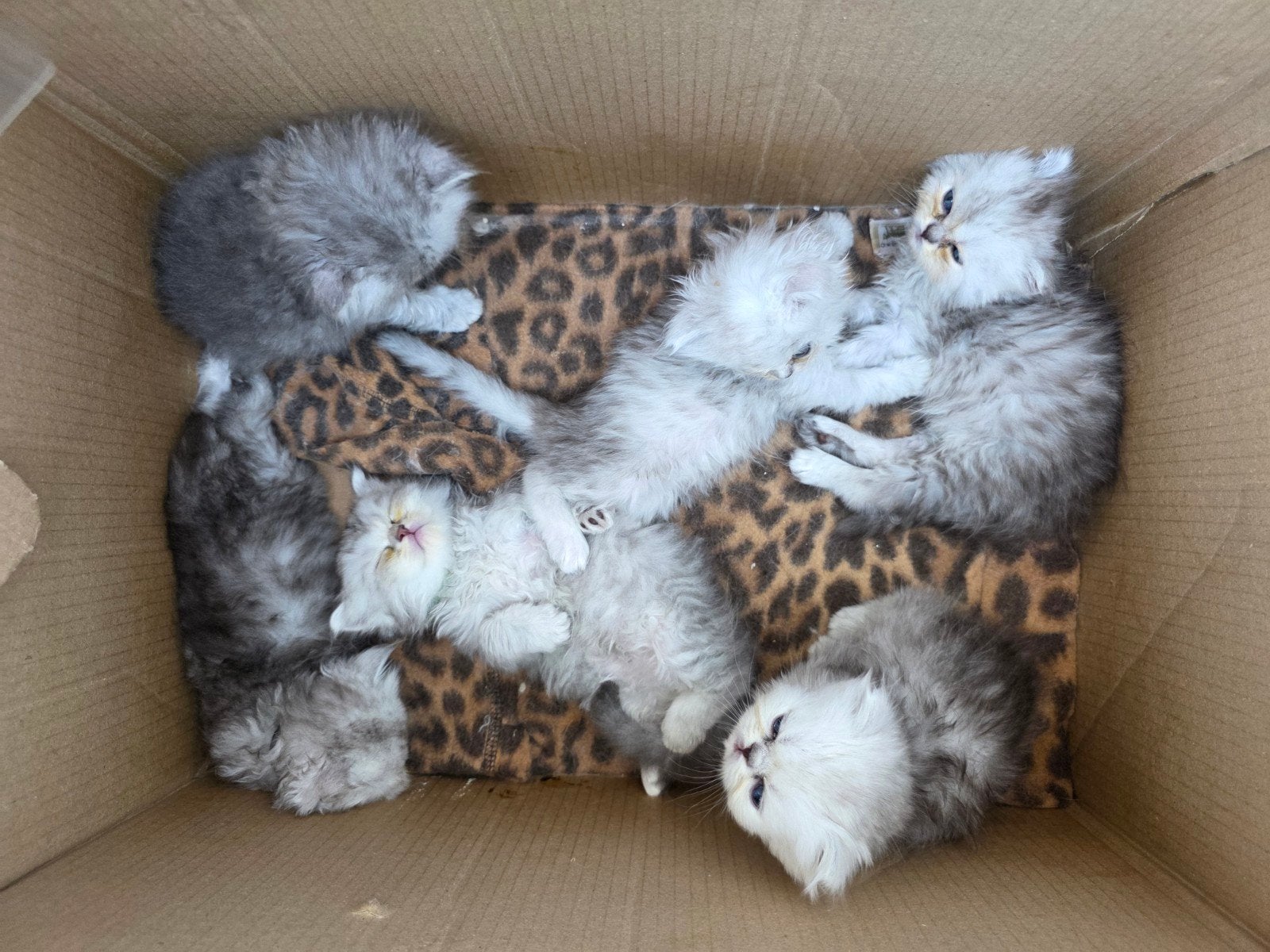 Perzische kittens, Meerdere dieren