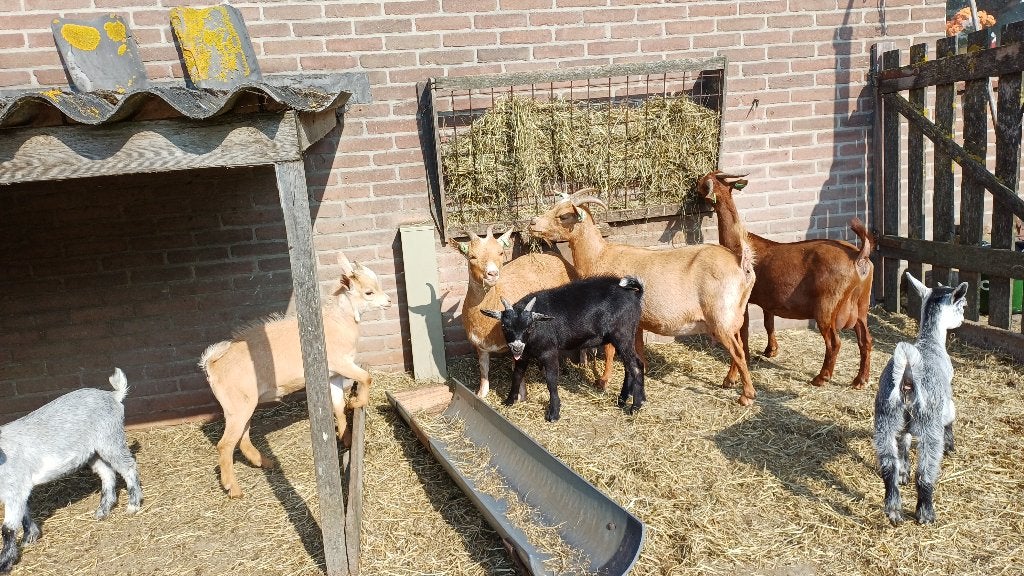Dwerg geit bok zwart, Dieren en Toebehoren, Mannelijk, Geit, 0 tot 2 jaar