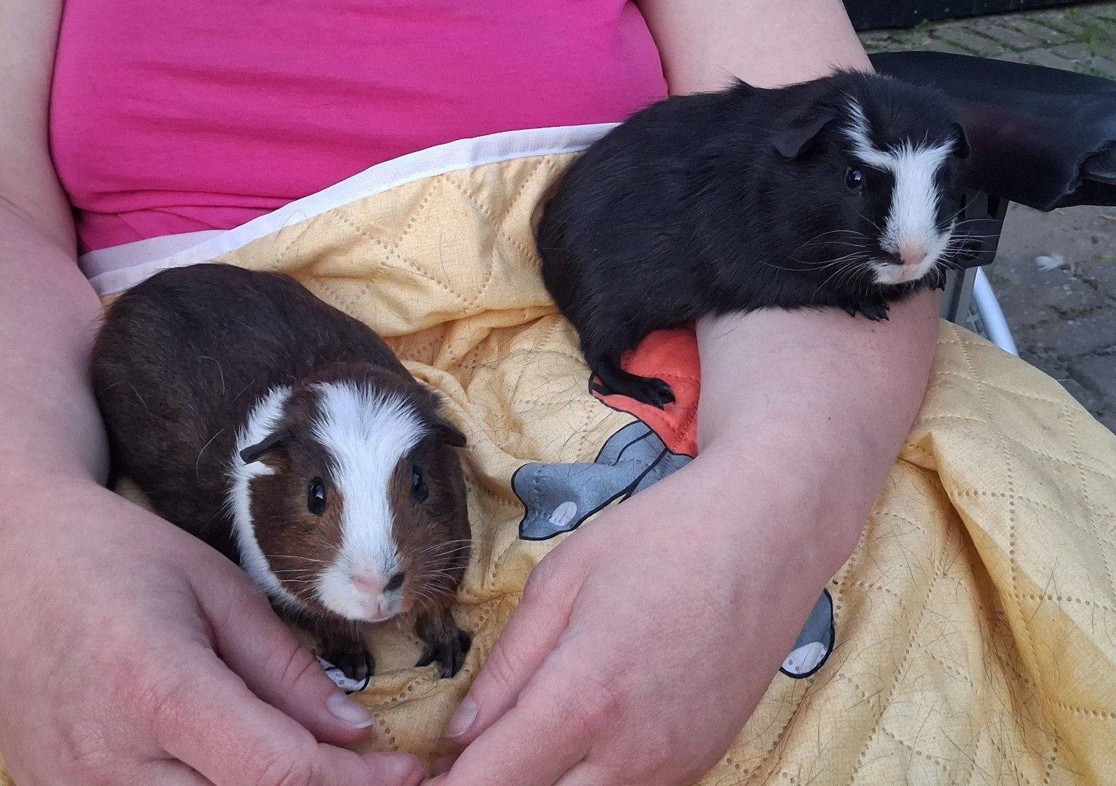 2 cavia broertjes samen te koop!, Dieren en Toebehoren, Knaagdieren, Mannelijk, Cavia, April
