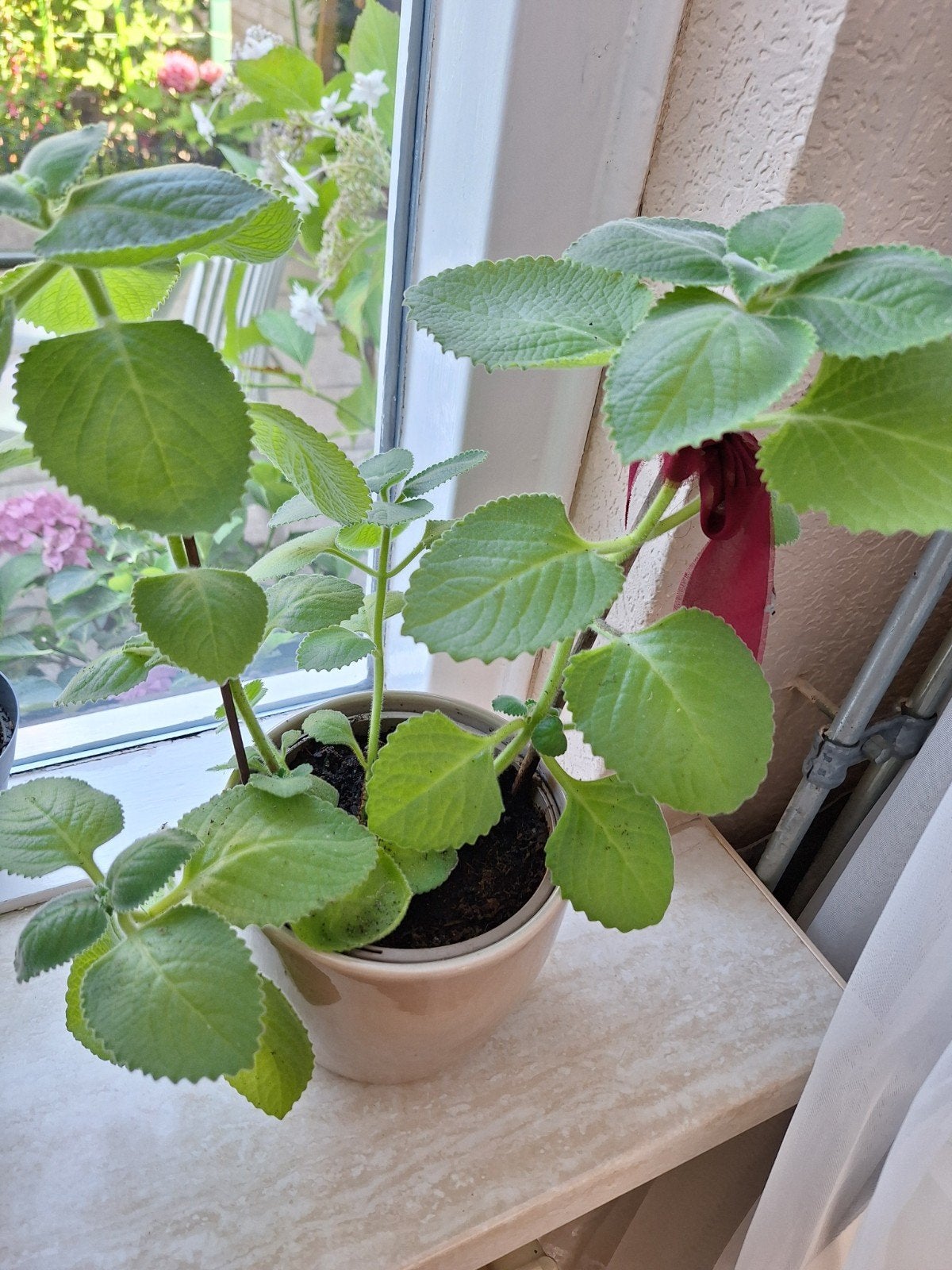 Indische Borage / Cubaanse Oregano stekje, Ophalen