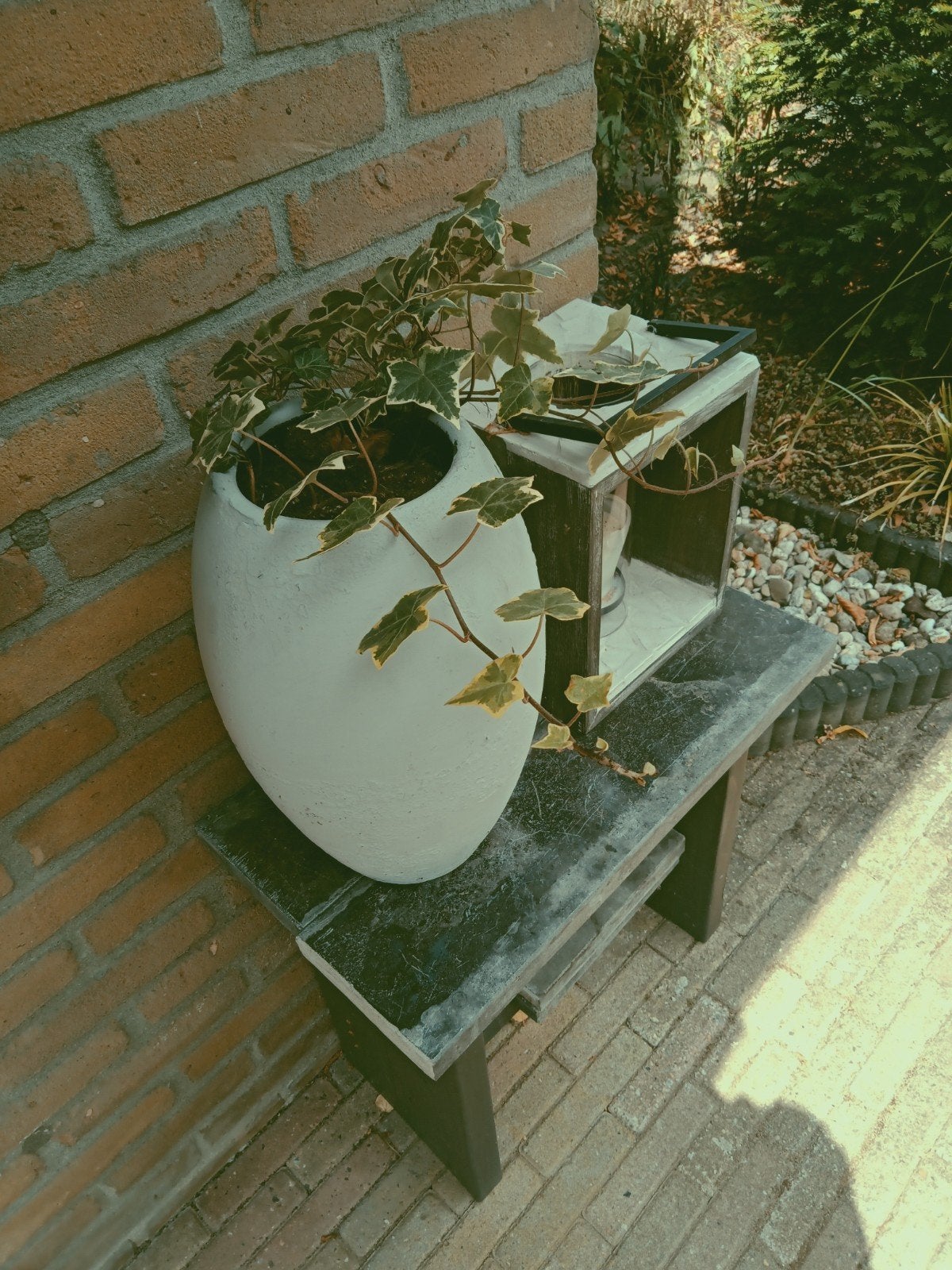 klimop ( hedere) in bloempot, Ophalen, Halfschaduw, Minder dan 100 cm
