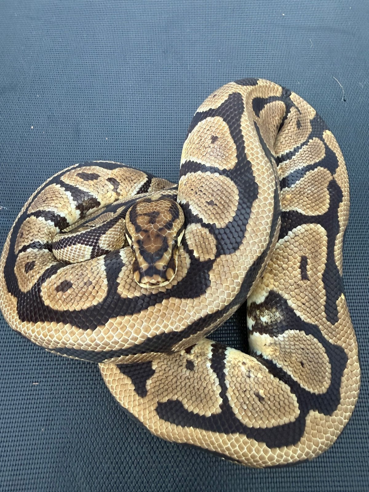 Spotnose het clown, Slang, 0 tot 2 jaar