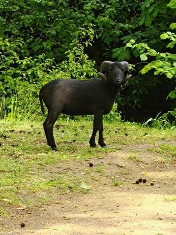 Qasant ram, Mannelijk, Schaap
